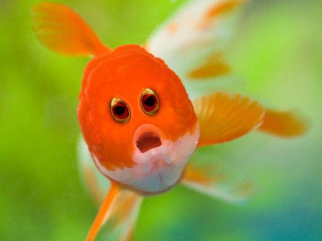 front-eyes13_e
