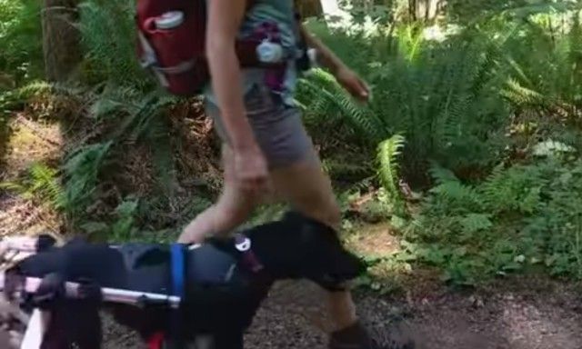 wheelchairdog1_e