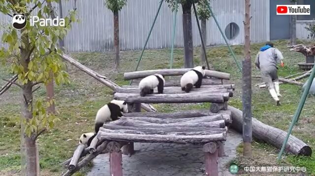pandaswalking8_640
