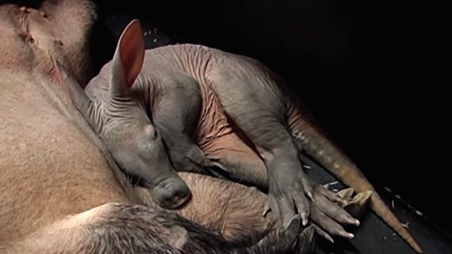 Aardvark6
