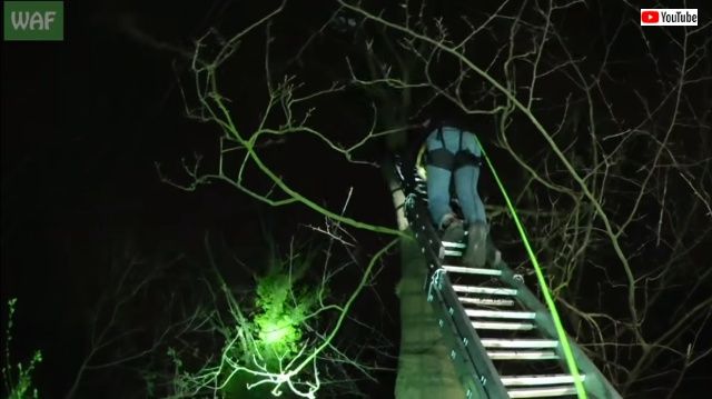 swancrashesintree2_640