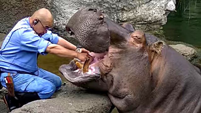 hippo2