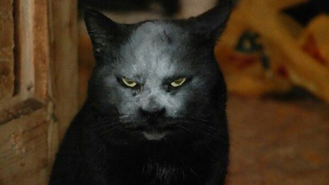 cat-2_e