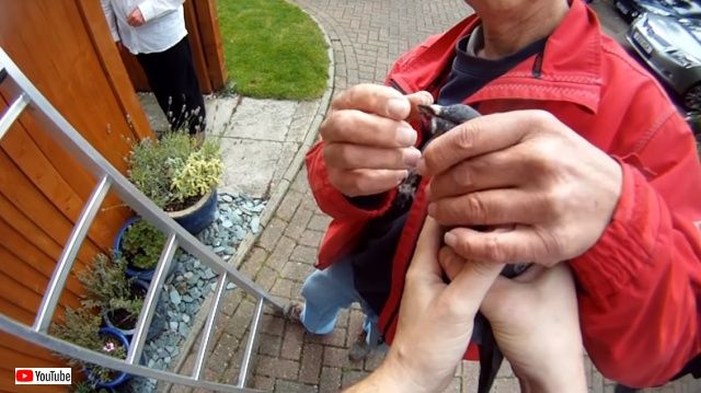 pigeonrescue6_640