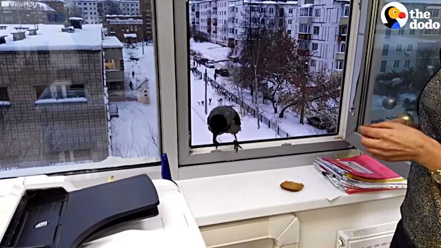 crowatwindow4