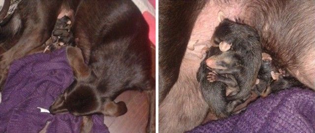 dog-adopts-opossums-baby-orphans-stephanie-maldonado-21_e