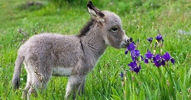 donkey10_e