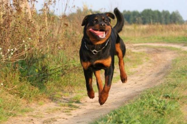 jump-1 [www.imagesplitter.net]