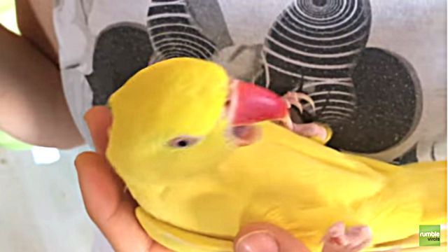 relaxingparrot2