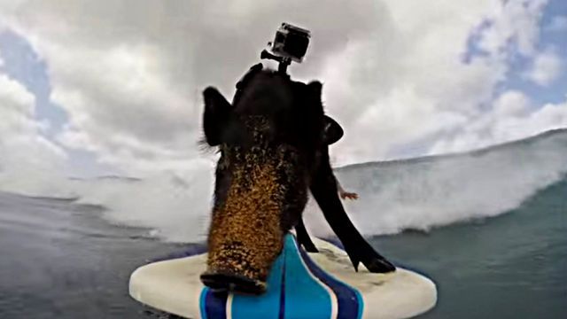surfingpig3