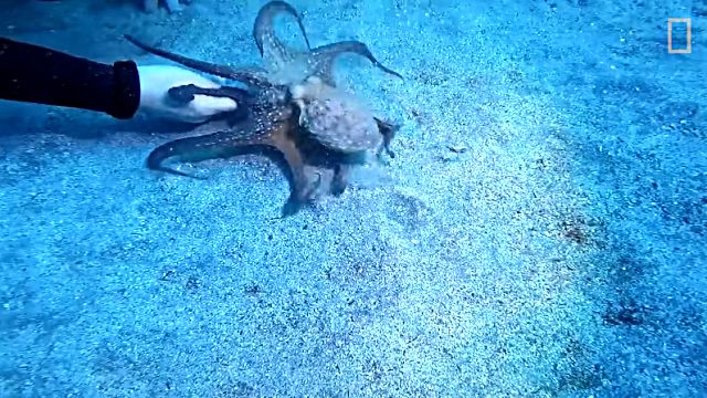octopus1