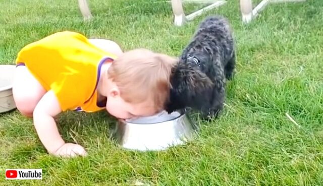 dogsnbabies4_640