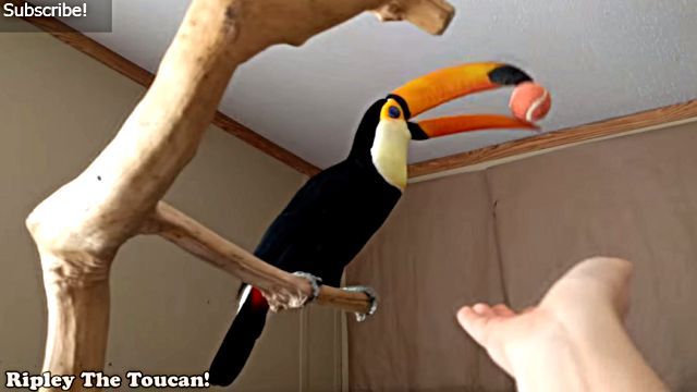 toucan3