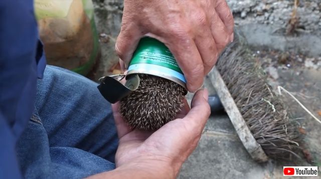 hedgehoginacan3_640