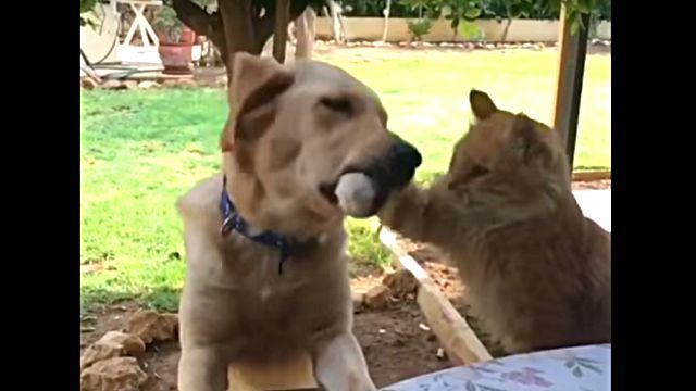 catdog5