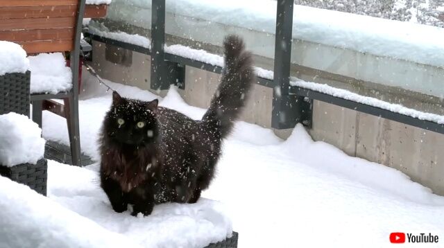 inthesnow6_640