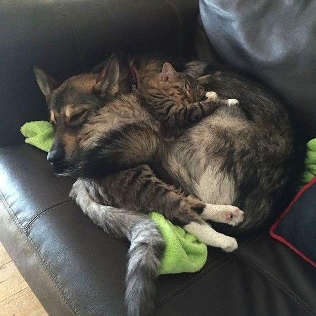 catndogcute8_e