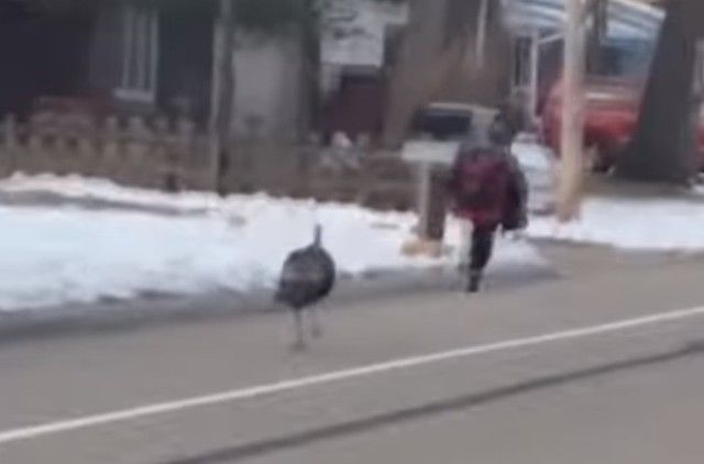 turkeychaseskid1_e
