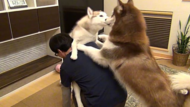 husky2