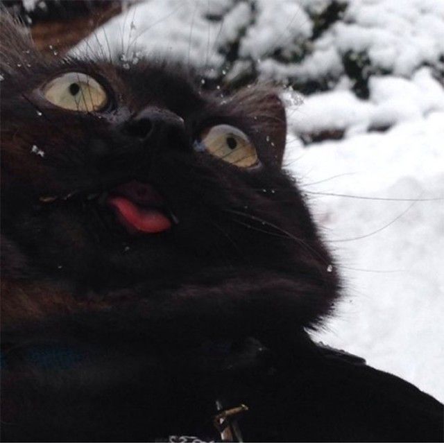 funny-animals-first-snow-cats-dogs9_e