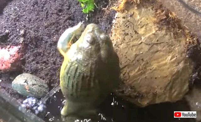 frog4_640