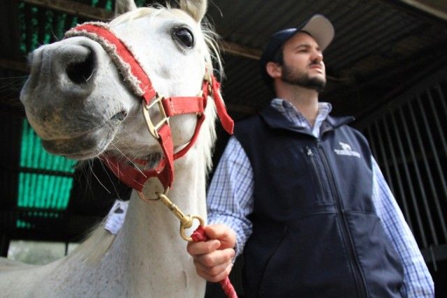 holly-horse-3D-printed-implant-1024x683_e
