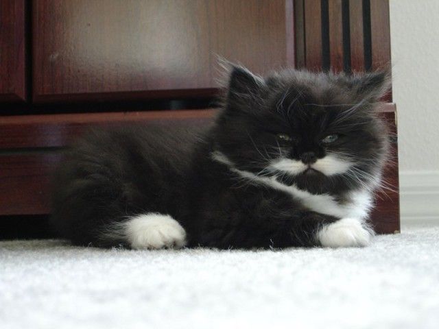 mustaches22_e
