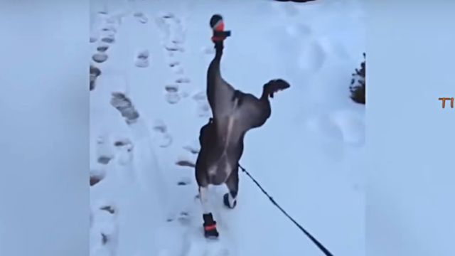 dogsnsnow4