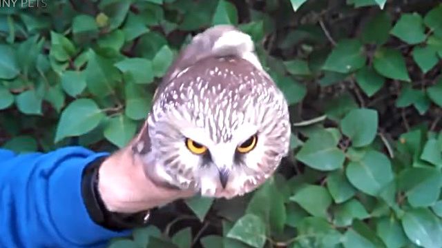 owl2