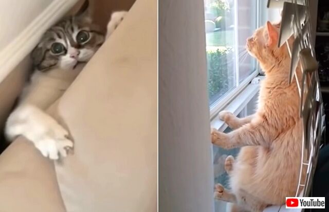 funnycats2_640