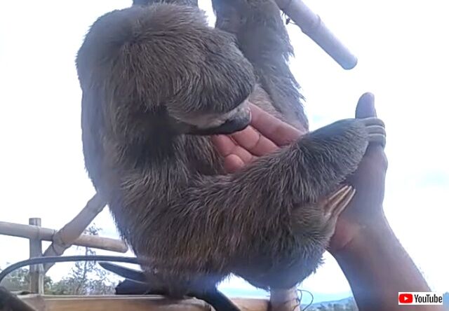 sloth9_640