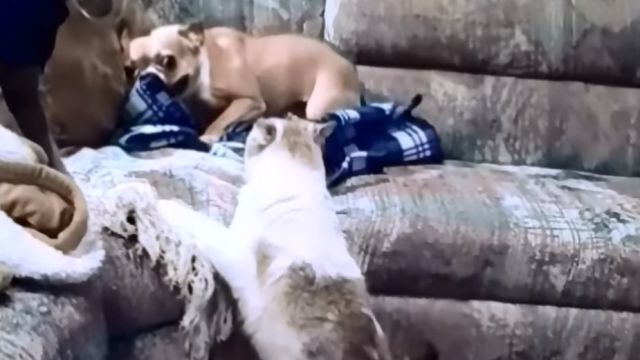 frenchbulldogvscat3