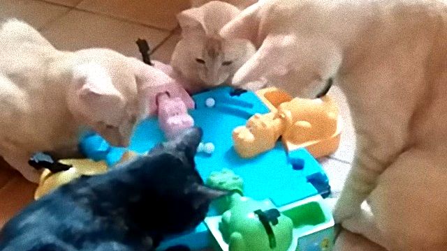 hungryhippo0_e