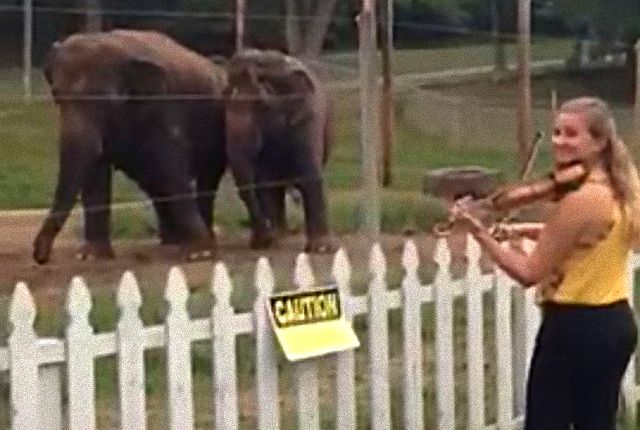 dancingelephant2_e