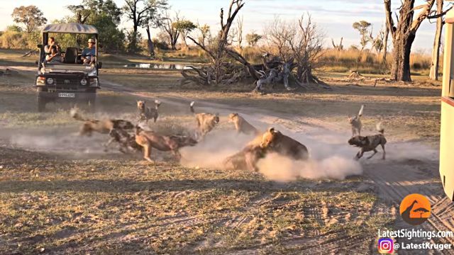 lionessnwilddogs2