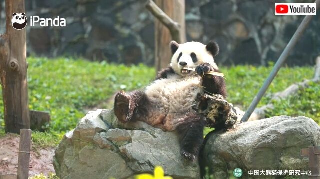 untidypandas2_640