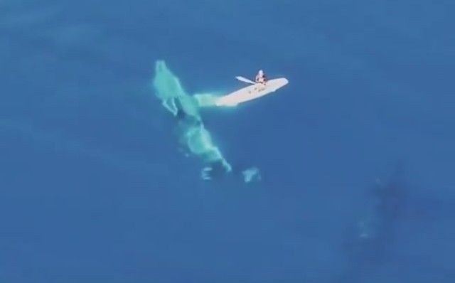whalesnpaddleboarder3_e
