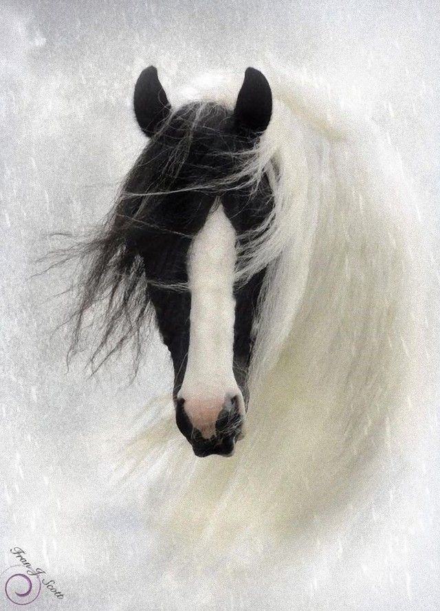 horse6_e