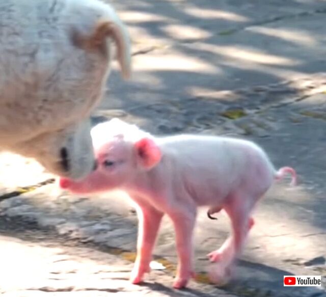 puppiesnpigs3_640
