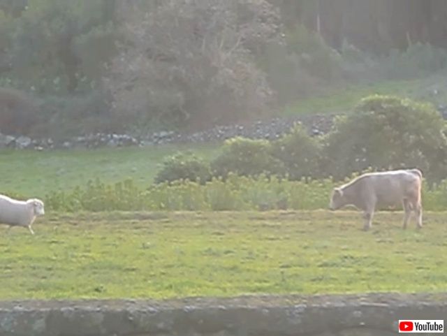 sheepnbull1_640