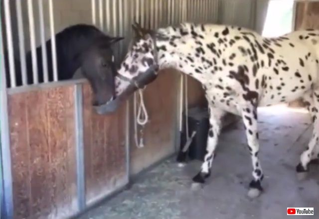 funnyhorses3_640