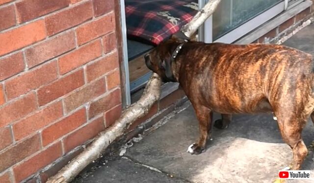 dogvssticks6_640