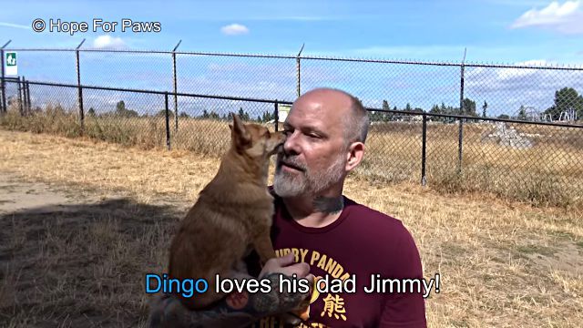 dingo9