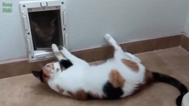 cutedogsnkitten5_e