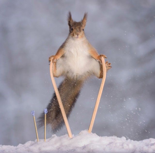 wintersportssquirrel1_e