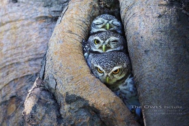 animals-about-to-drop-album-photos-58aeb1b00b9b4__700_e