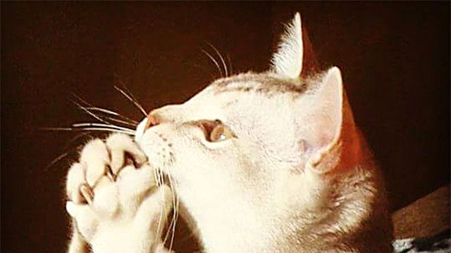 prayingcat11_ea