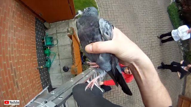 pigeonrescue5_640