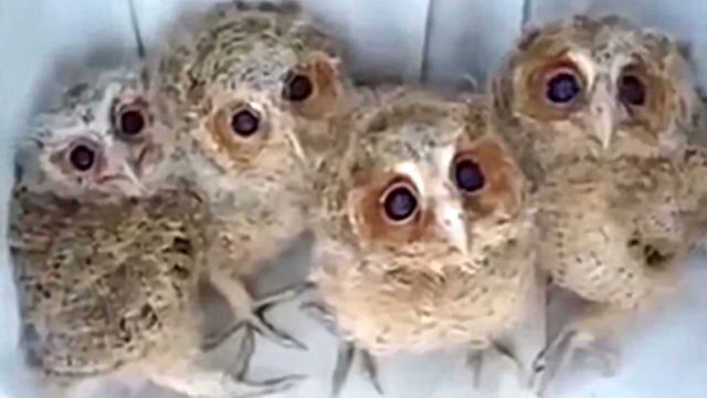 owlbaby7