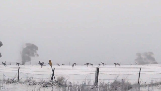 roosinsnow2_e